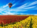 Red and yellow buttercups /ranunculus