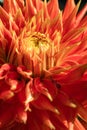 Red and yellow Cactus Dahlia flower close up Royalty Free Stock Photo