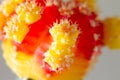 Red and yellow cactus flower hymnocalcium closeup. macro photography of cactus needles Royalty Free Stock Photo