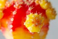 Red and yellow cactus flower hymnocalcium closeup. macro photography of cactus needles Royalty Free Stock Photo