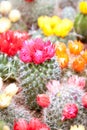 Red and Yellow cactus flowers Royalty Free Stock Photo
