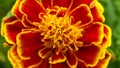 Red Yellow Calendula Flower Blooming