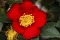 Red Yellow Camellia Yuletide Blooming Macro