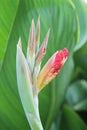 Red and Yellow Canna Flower Buds Royalty Free Stock Photo