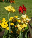 Red and yellow canna flower in a garden Royalty Free Stock Photo