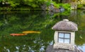 Red and yellow carp fish in a Zen pond in Japan with lantern