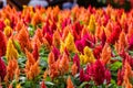 Red and yellow celosia flower in sunlight at morning