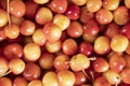 Red and yellow cherries Royalty Free Stock Photo