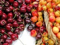Red and Yellow Cherries Royalty Free Stock Photo
