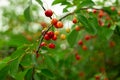 Red and yellow cherries on a tree branch among green leaves in the middle of summer Royalty Free Stock Photo
