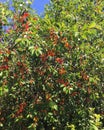 Red and yellow cherries on the tree in summer Royalty Free Stock Photo