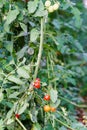 Red and yellow Cherry tomatos Royalty Free Stock Photo