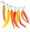 Red yellow chilli peppers isolated on white Royalty Free Stock Photo