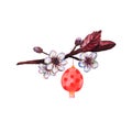 Red and yellow chinese lanterns and cherry flowers Royalty Free Stock Photo