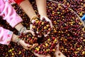Red and yellow coffee beans in children hand angle view shot