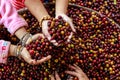 Red and yellow coffee beans in children hand angle view shot