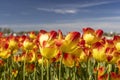 Red and Yellow color Tulip flowers with blue sky background Royalty Free Stock Photo