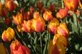 Red and yellow color tulip flowers in a garden in Lisse, Netherlands, Europe Royalty Free Stock Photo