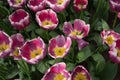 Red and yellow color tulip flowers in a garden in Lisse, Netherlands, Europe Royalty Free Stock Photo