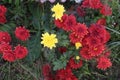 red and yellow colored chrysantheme rot tautropfen flower on farm Royalty Free Stock Photo