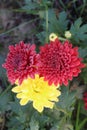 red and yellow colored chrysantheme rot tautropfen flower on farm Royalty Free Stock Photo