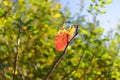 Last leaf on twig withering, bright green blurred bush background