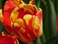 Red and yellow colored tulip close up Royalty Free Stock Photo