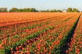 Red with yellow colored tulip flowers in long converging flower