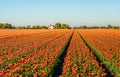 Red with yellow colored tulip flowers in long converging flower