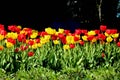 Red and yellow colorful bright tulips at the sun on the flowerbed Royalty Free Stock Photo