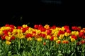 Red and yellow colorful bright tulips at the sun on the flowerbed Royalty Free Stock Photo