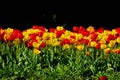 Red and yellow colorful bright tulips at the sun on the flowerbed Royalty Free Stock Photo