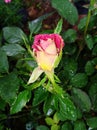 Red & yellow by colour rose flower bud