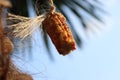 Red and yellow corn hanging