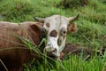 Red and yellow cow portrait from the high grass side view point Royalty Free Stock Photo