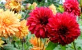 Red and yellow dahlia