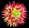 Red-yellow dahlia. Flower on black isolated background with clipping path. For design. Closeup. Royalty Free Stock Photo