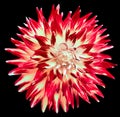 Red-yellow dahlia. Flower on black isolated background with clipping path. For design. Closeup. Royalty Free Stock Photo