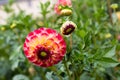 Red-yellow dahlia flower Royalty Free Stock Photo