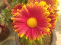 Red and Yellow Dahlia Flower Closeup Royalty Free Stock Photo