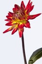 Red and yellow dahlia flower Royalty Free Stock Photo