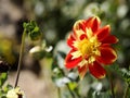 Red and yellow dahlia flower Royalty Free Stock Photo