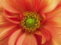 Red yellow dahlia flower. Macro. yellow pistils, stamens. Green Center. Royalty Free Stock Photo