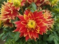 Red and yellow dahlia flower petals with green leaves Royalty Free Stock Photo