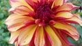 Red and yellow dahlia flower petals and green leaves Royalty Free Stock Photo