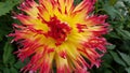 Red and yellow dahlia flower petals and green leaves Royalty Free Stock Photo