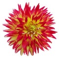 Red-yellow dahlia. Flower on a white isolated background with clipping path. For design. Closeup Royalty Free Stock Photo