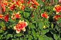 Red-yellow Dahlia flowers