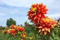 Red and yellow dahlia flowers up close Royalty Free Stock Photo