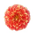 Red-yellow dahlia isolated on white background Royalty Free Stock Photo